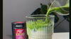 Carnival Matcha 100% Uji Matcha from Japan